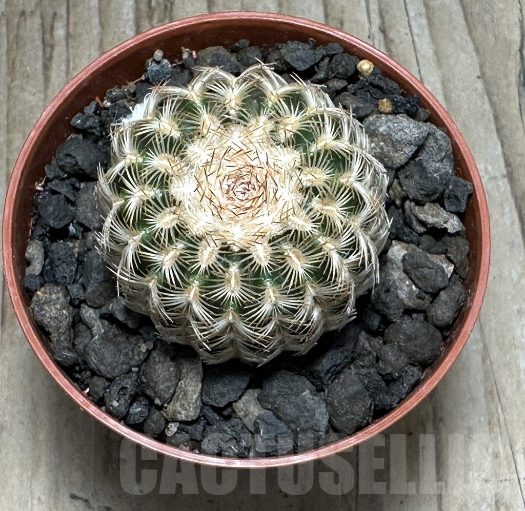 SHPR31680 Echinocereus reichenbachii v. minor - immagine 2