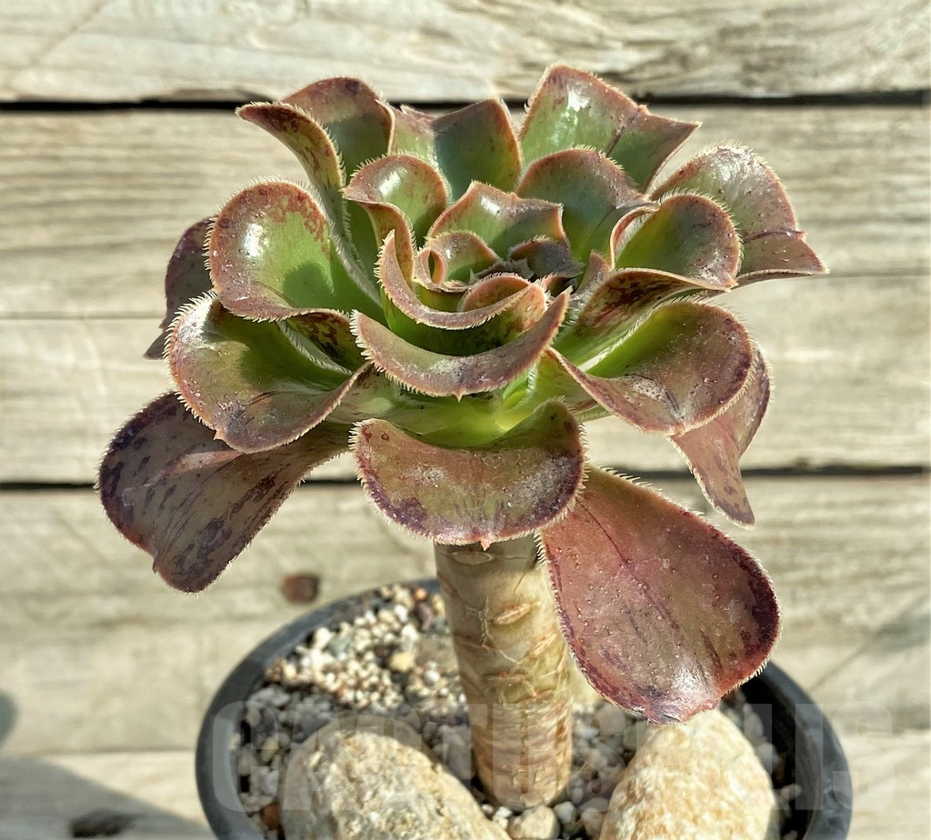 SHPR33160 Aeonium arboreum 'Rubrolineatum' – Bild 2