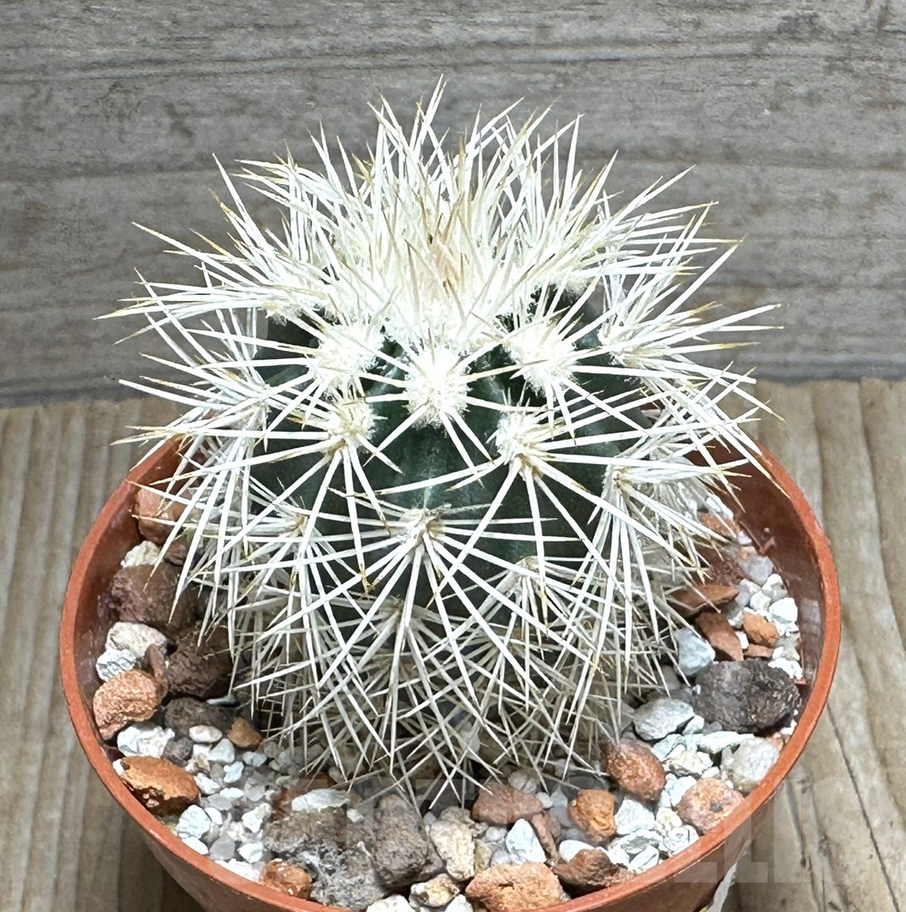 SHPR31681 Echinocereus dasyacanthus -Brewster-