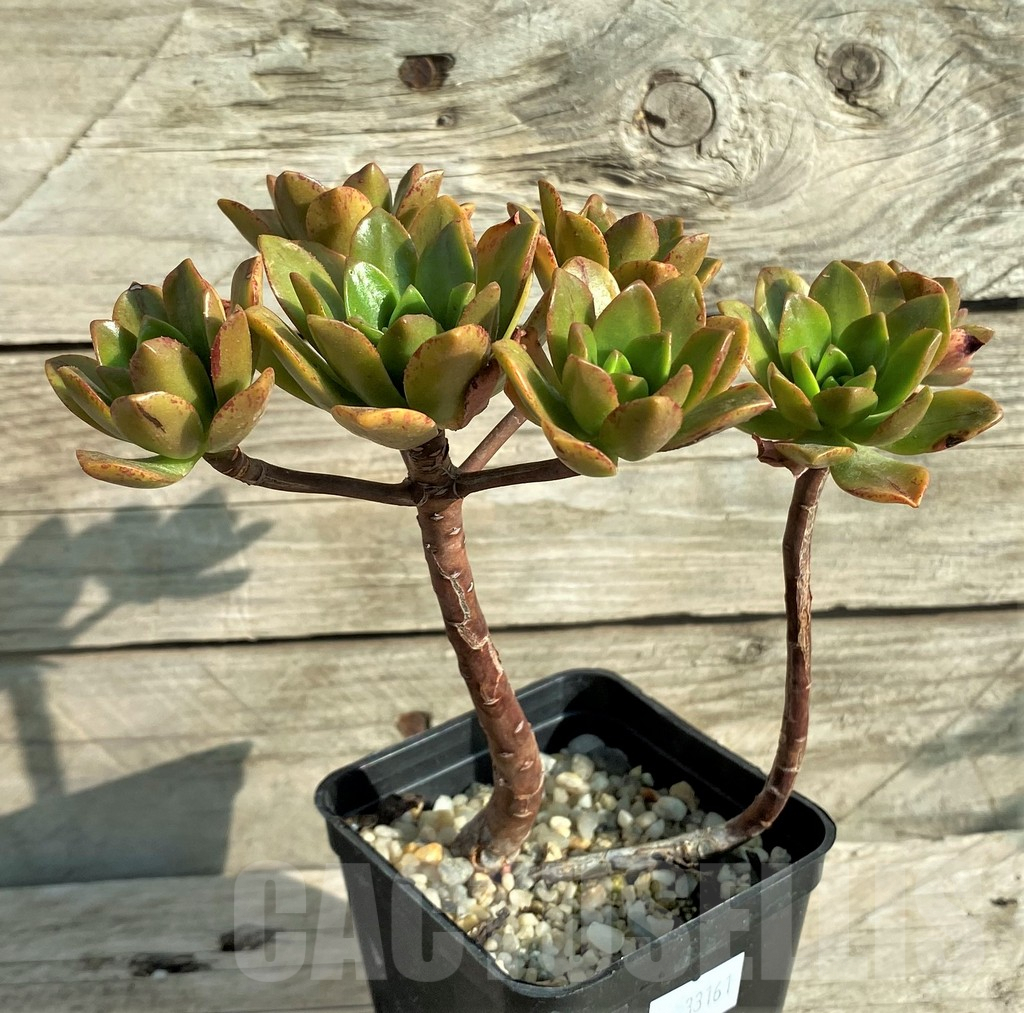 SHPR33161 Aeonium 'Bronze Medal' – Bild 2