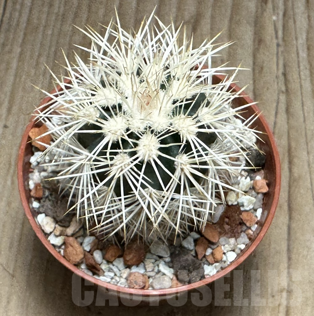 SHPR31681 Echinocereus dasyacanthus -Brewster- - Image 2