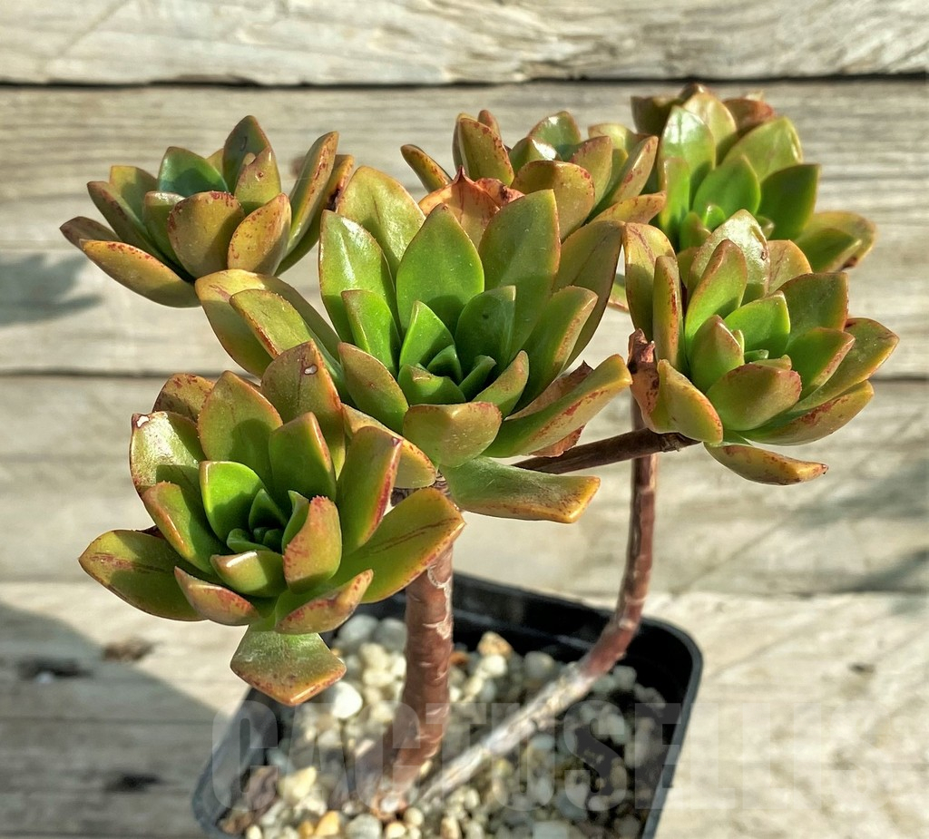 SHPR33161 Aeonium 'Bronze Medal'