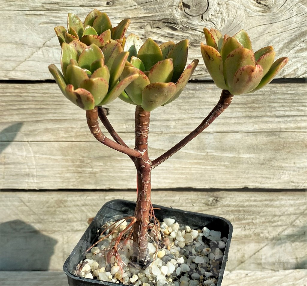 SHPR33162 Aeonium 'Bronze Medal' – Bild 2