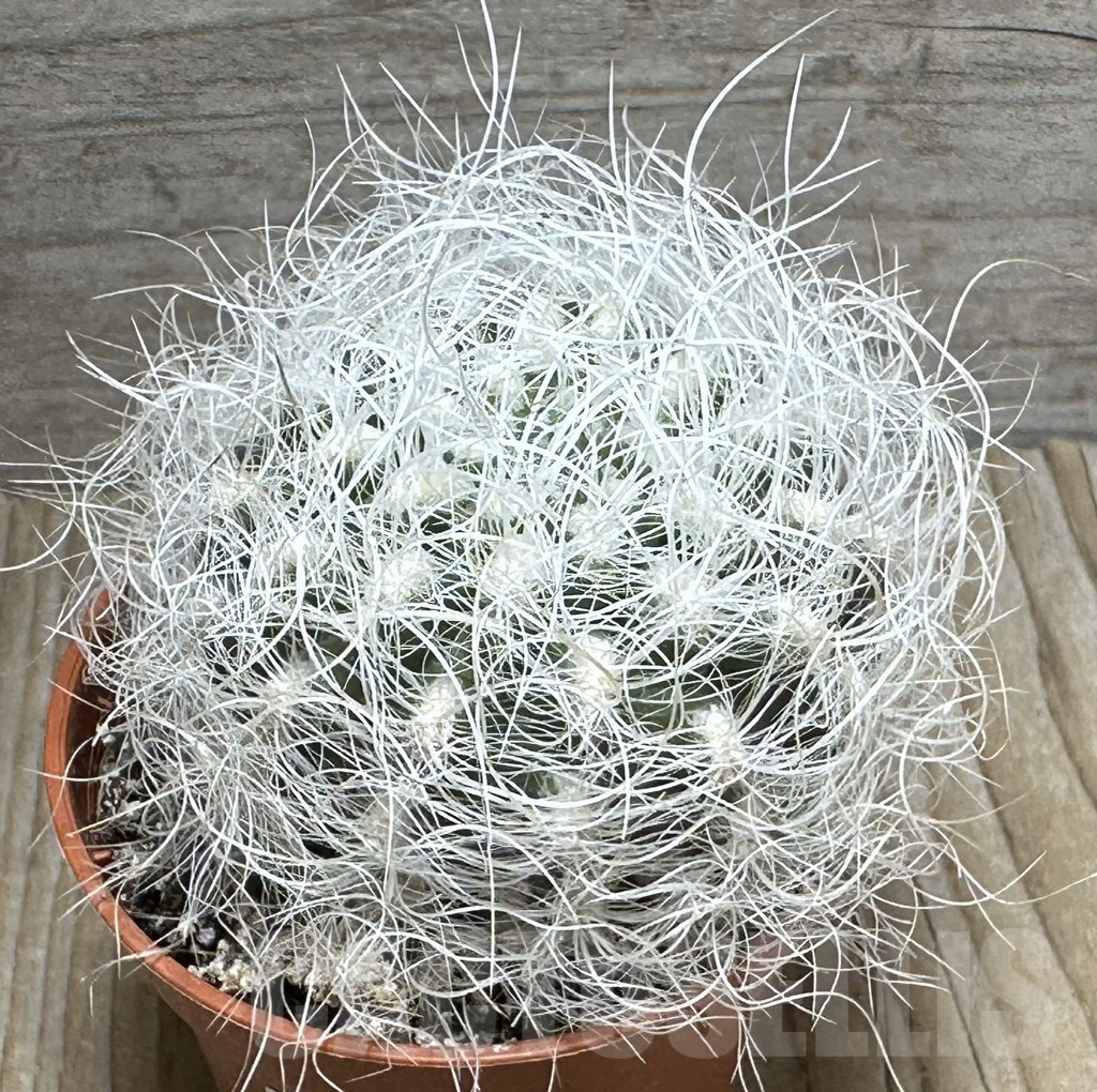 SHPR31682 Neoporteria senilis