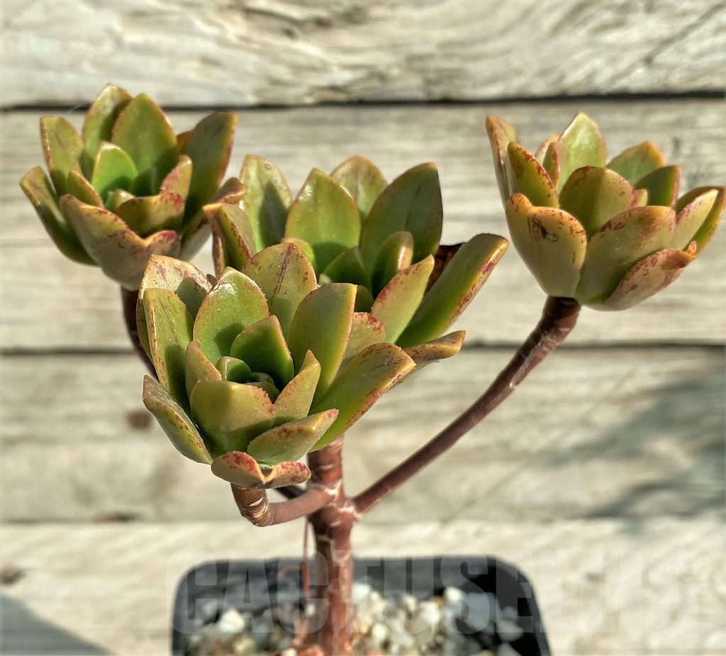 SHPR33162 Aeonium 'Bronze Medal'