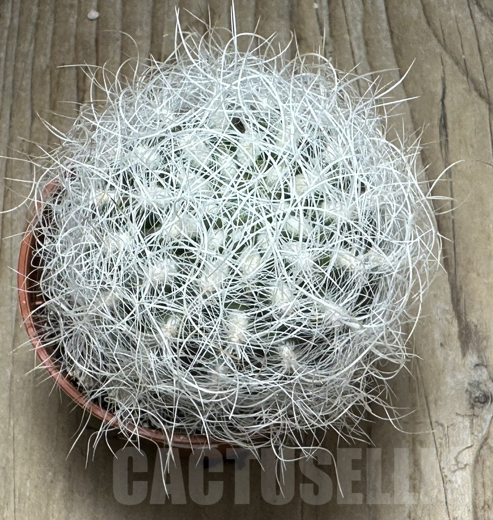 SHPR31682 Neoporteria senilis - immagine 2