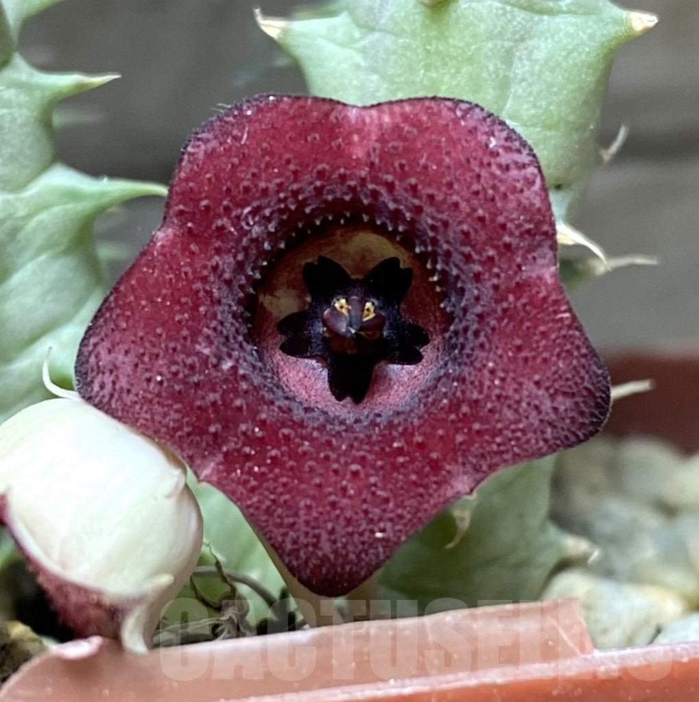 SHPR33249 Huernia macrocarpa