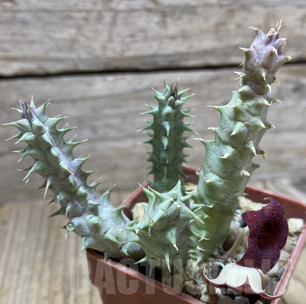 SHPR33249 Huernia macrocarpa - Image 2