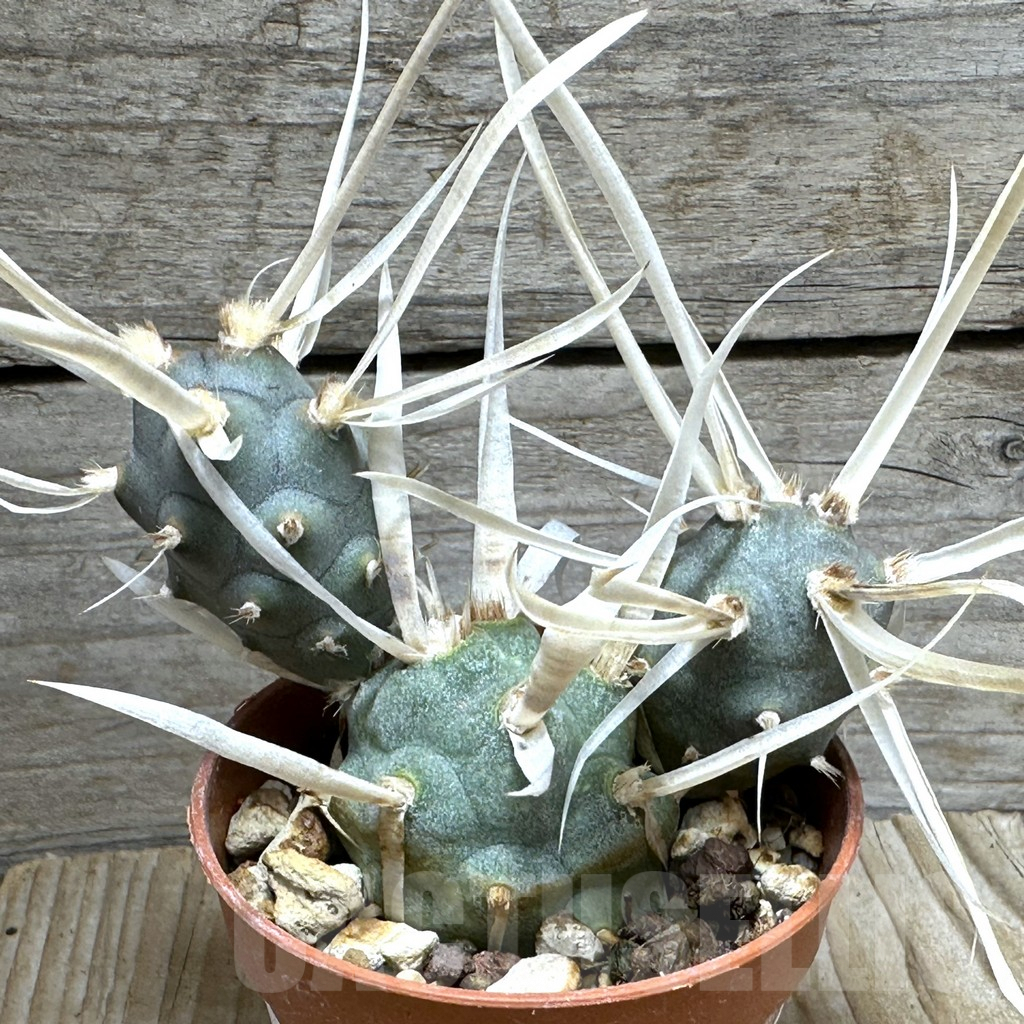 SHPR31684 Tephrocactus articulatus v. papyracanthus
