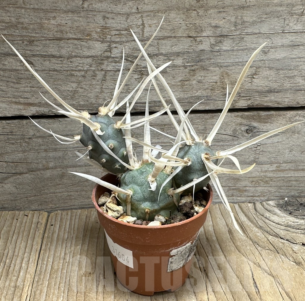 SHPR31684 Tephrocactus articulatus v. papyracanthus - immagine 2