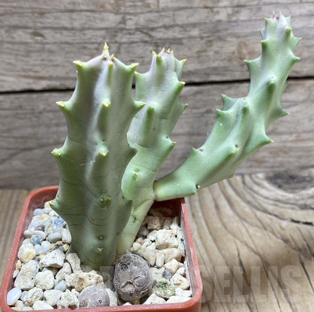 SHPR33250 Orbeopsis melanantha - Image 2