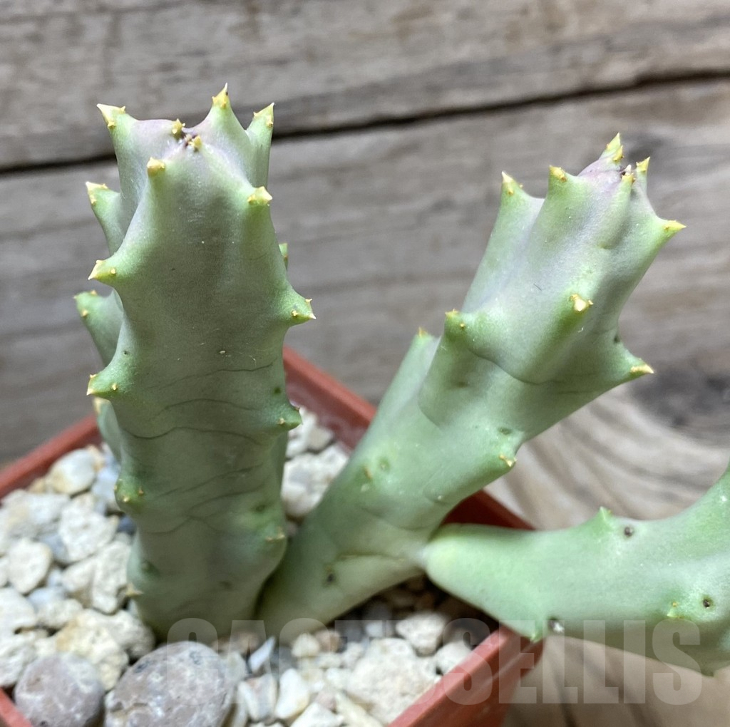 SHPR33250 Orbeopsis melanantha