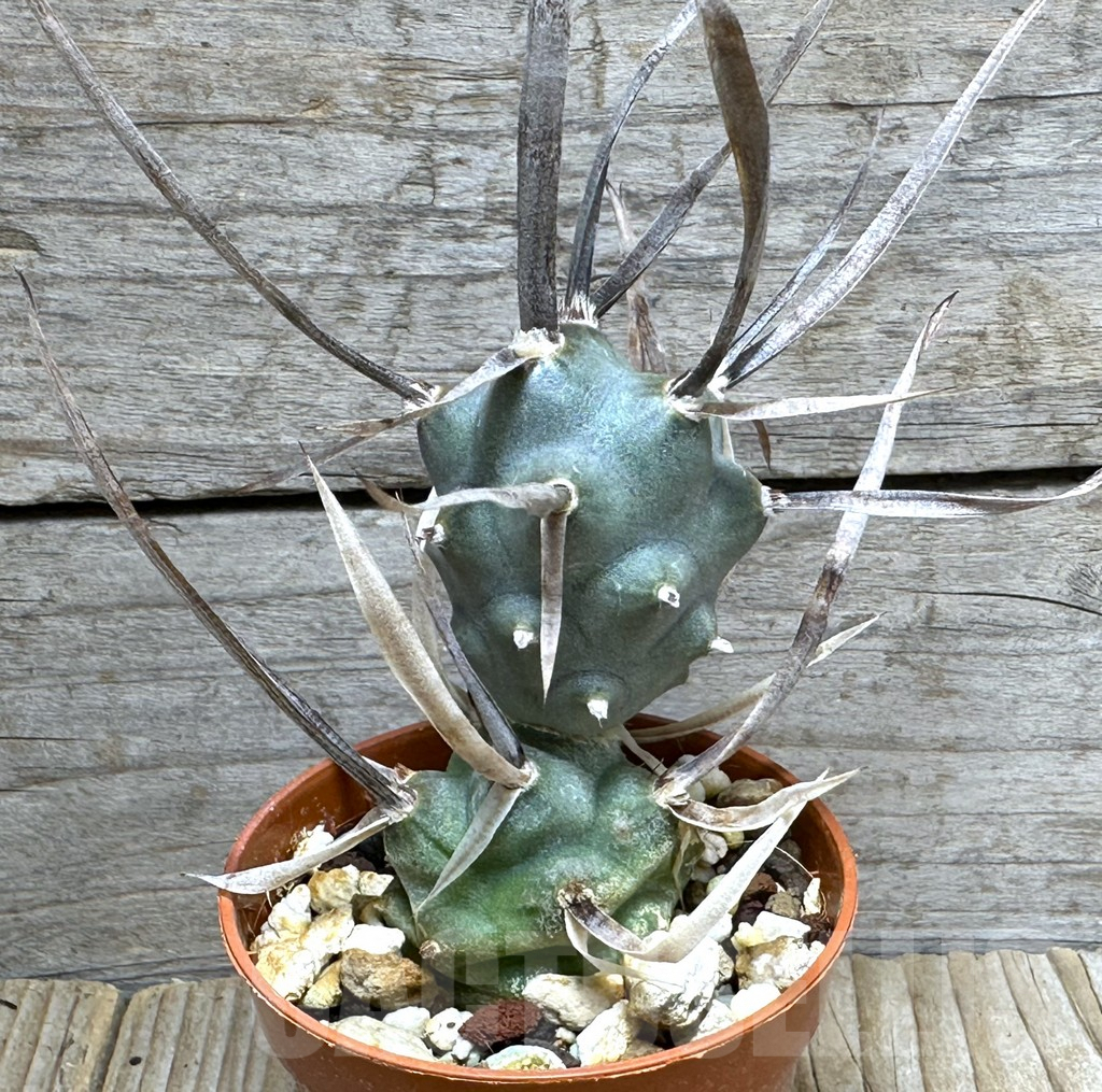 SHPR31685 Tephrocactus articulatus v. papyracanthus -black spines-