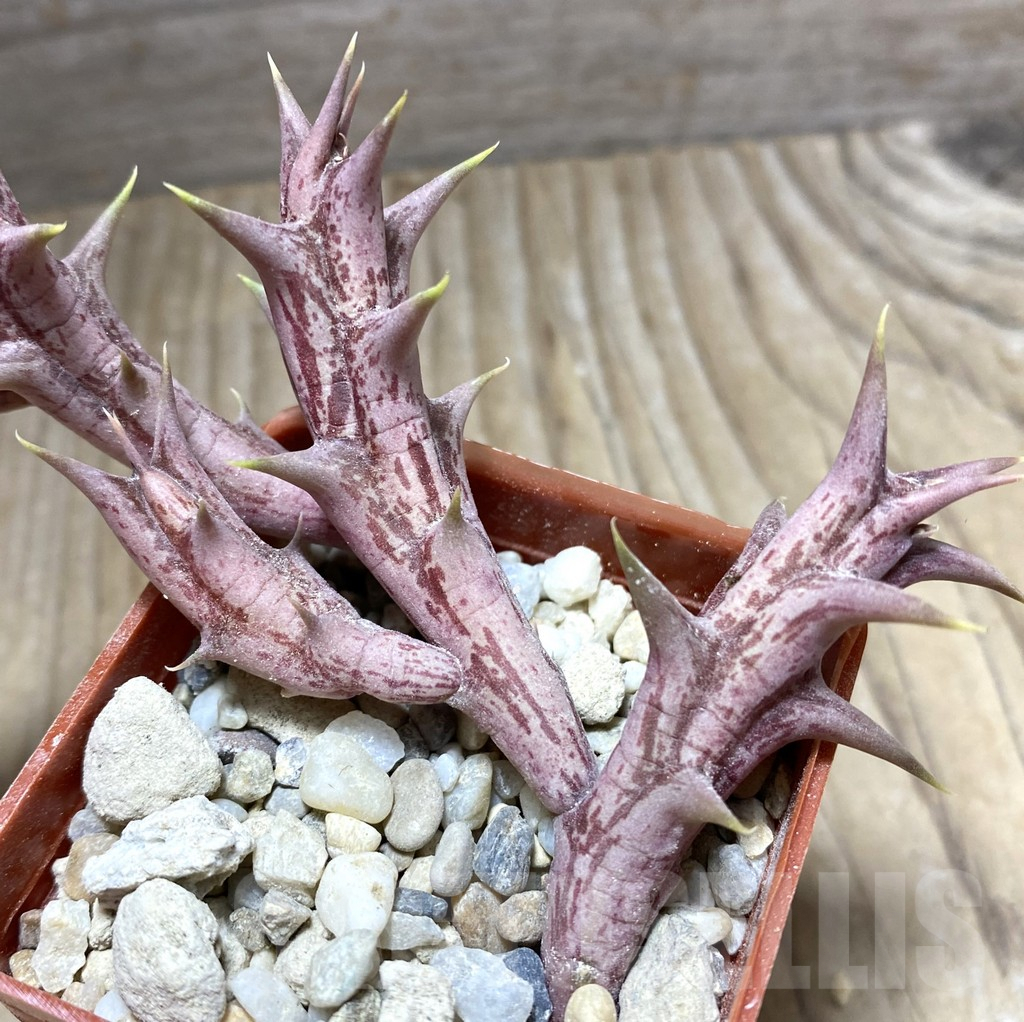 SHPR33251 Orbea dummeri