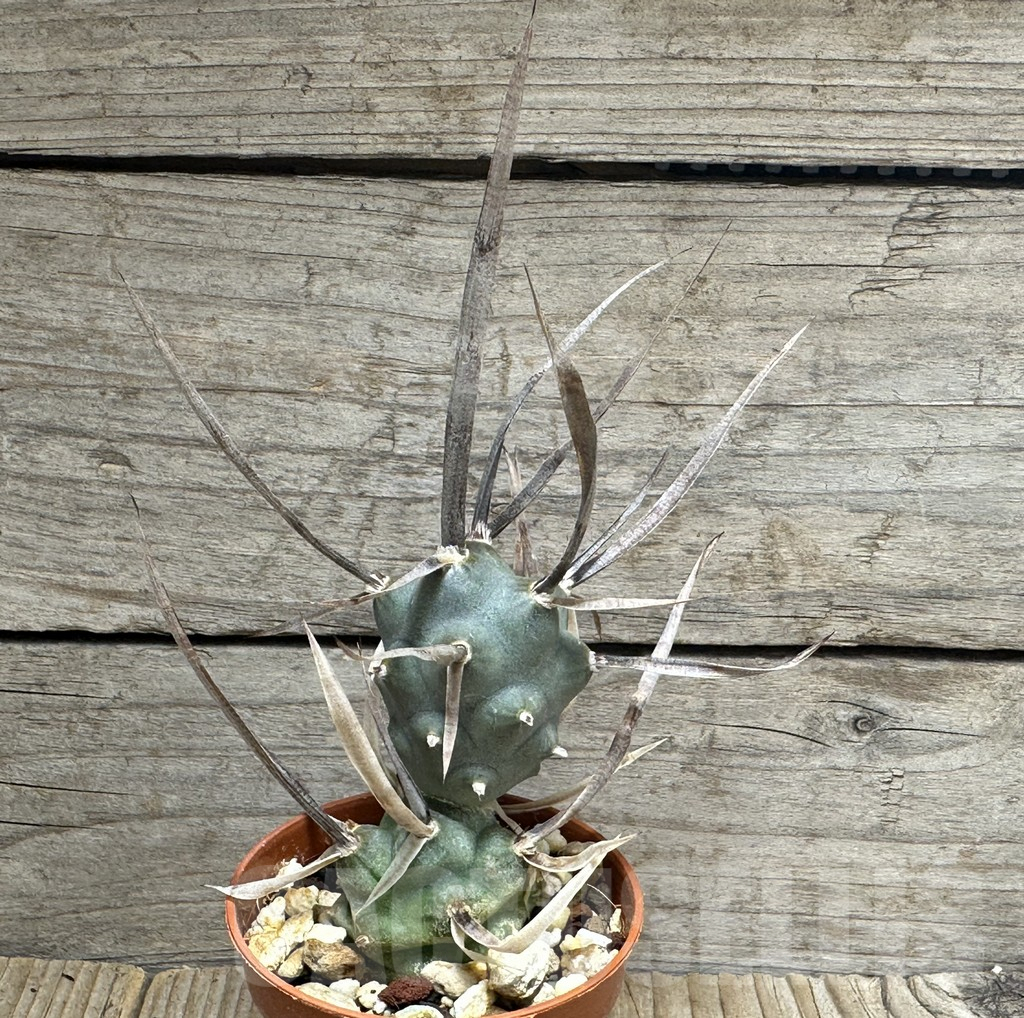 SHPR31685 Tephrocactus articulatus v. papyracanthus -black spines- - immagine 2