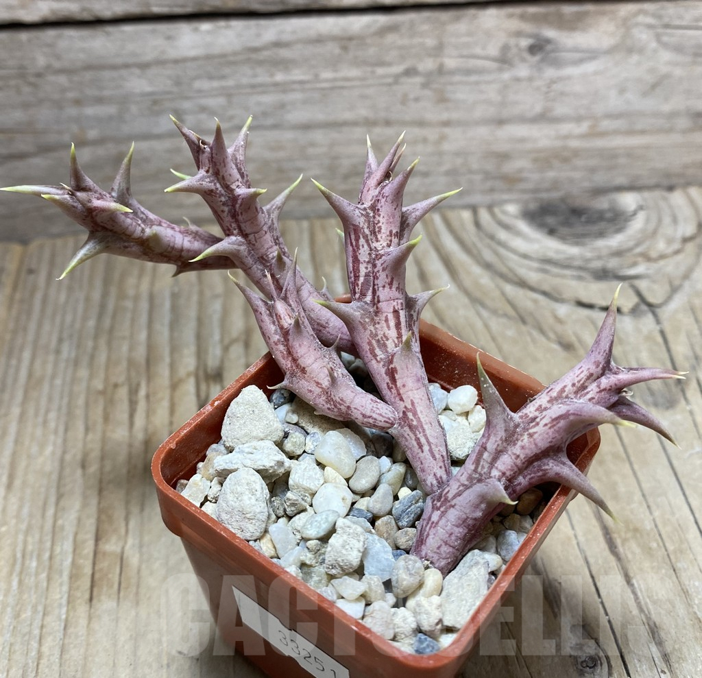 SHPR33251 Orbea dummeri - Image 2