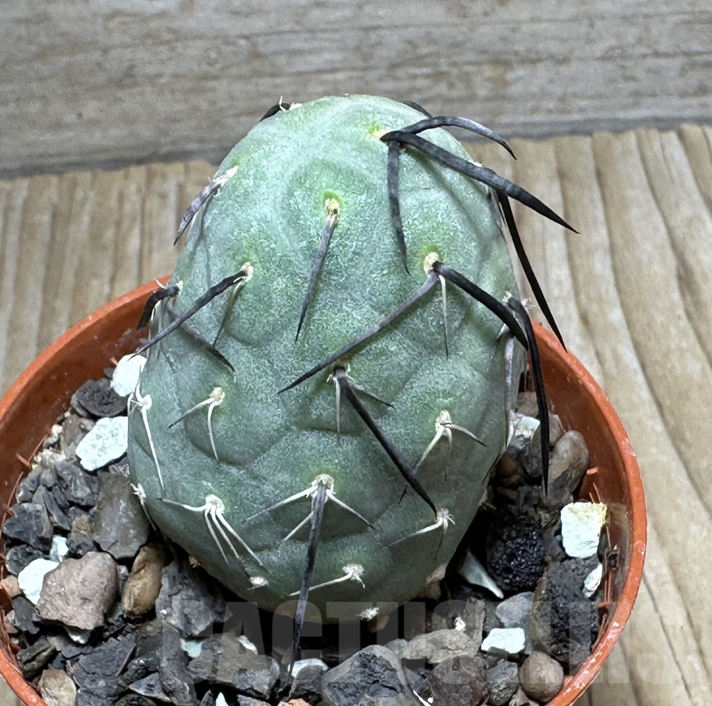 SHPR31686 Tephrocactus geometricus