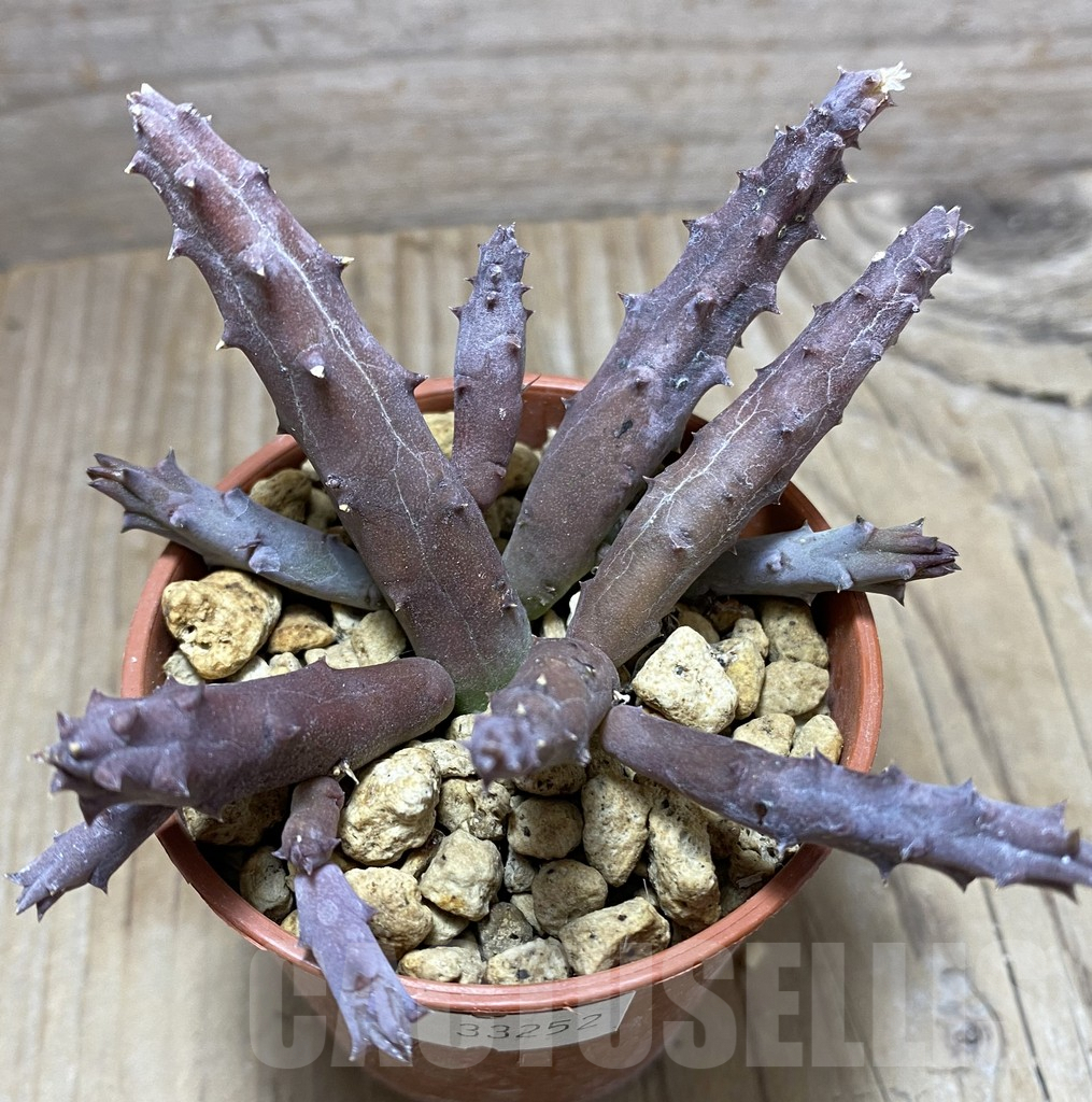 SHPR33252 Huernia penzigii - Image 2