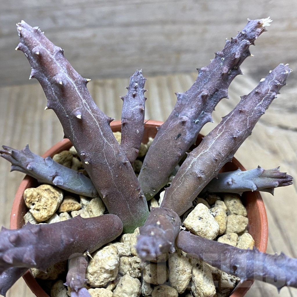 SHPR33252 Huernia penzigii