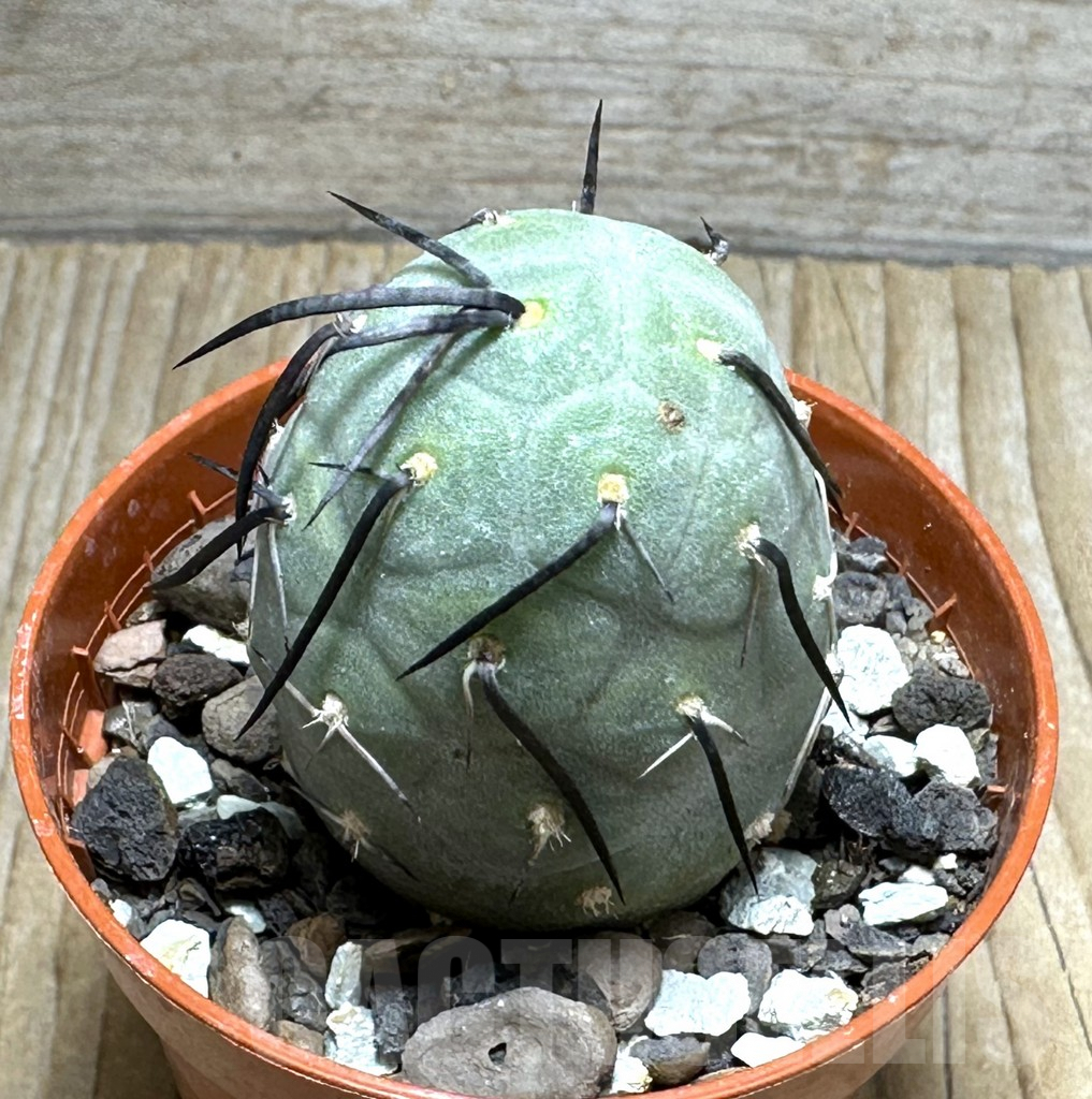 SHPR31686 Tephrocactus geometricus - immagine 2