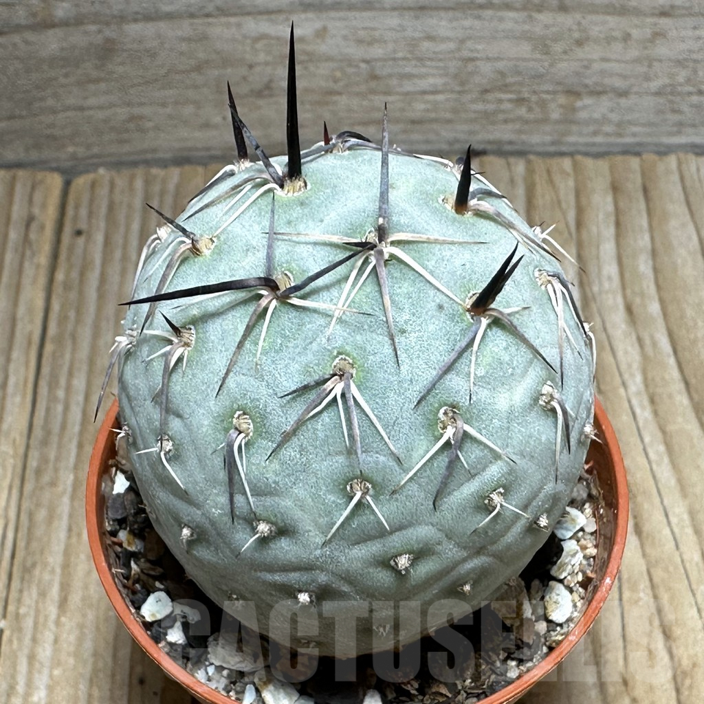 SHPR31675 Tephrocactus geometricus