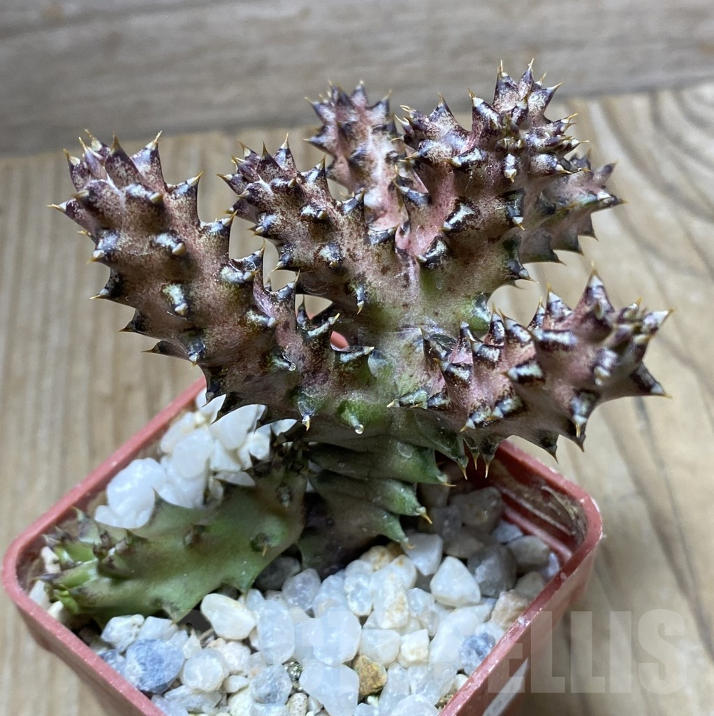 SHPR33253 Edithcolea grandis -Lake Baringo, Ken-