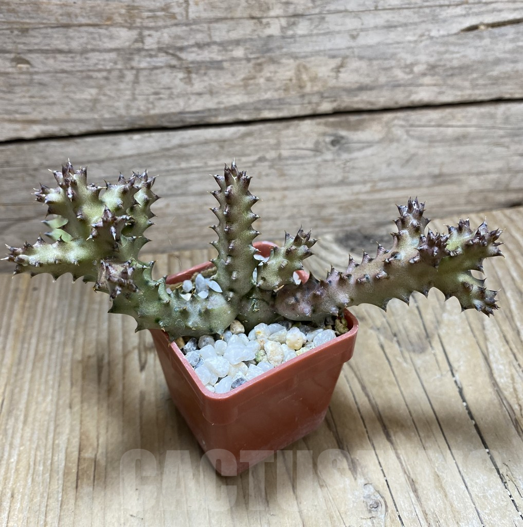 SHPR33254 Edithcolea grandis -Lake Baringo, Ken- - Image 2