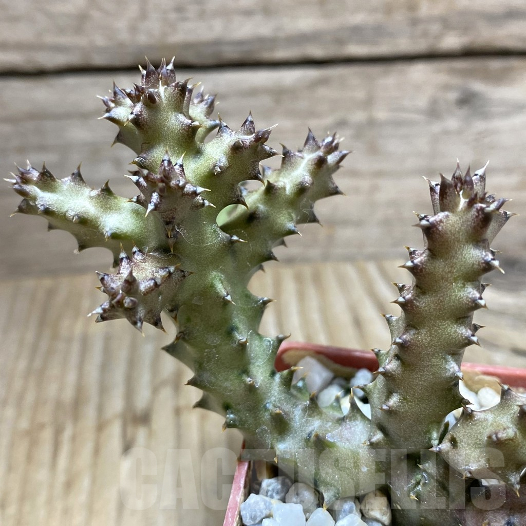 SHPR33254 Edithcolea grandis -Lake Baringo, Ken-