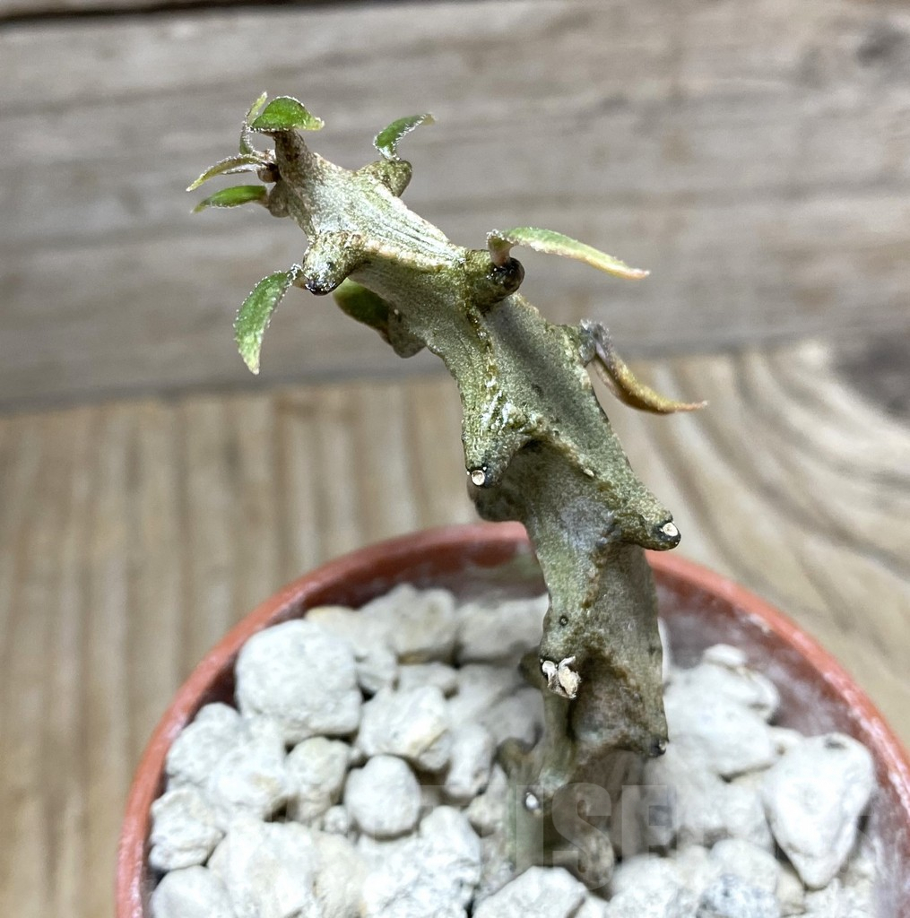 SHPR33256 Ceropegia gicky