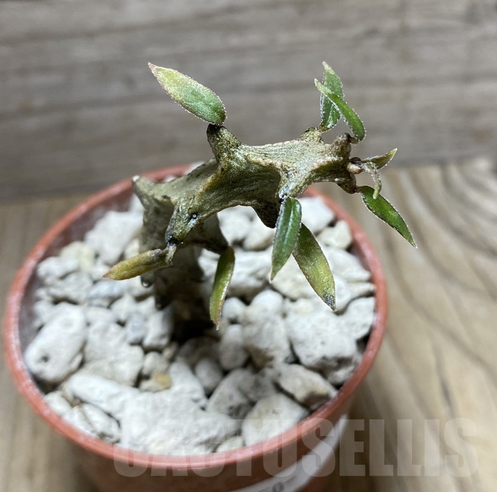 SHPR33256 Ceropegia gicky - Image 2