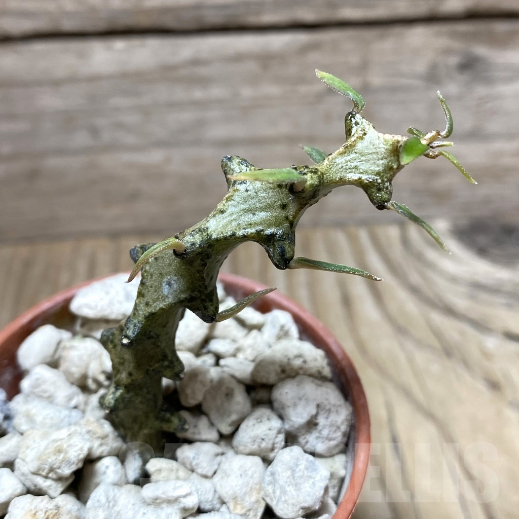 SHPR33257 Ceropegia gicky - Image 2