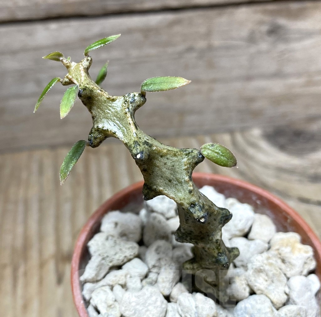 SHPR33257 Ceropegia gicky