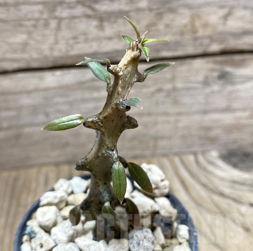 SHPR33258 Ceropegia gicky