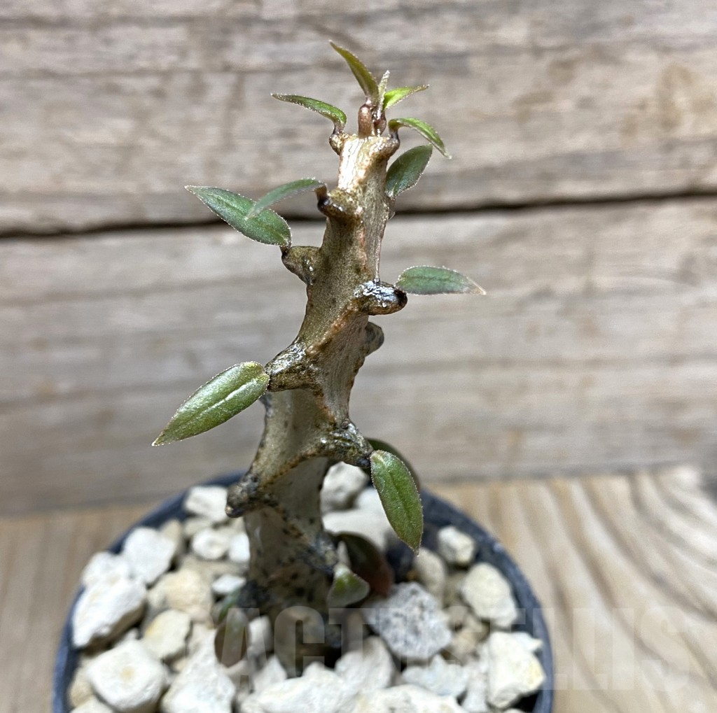 SHPR33258 Ceropegia gicky - Image 2