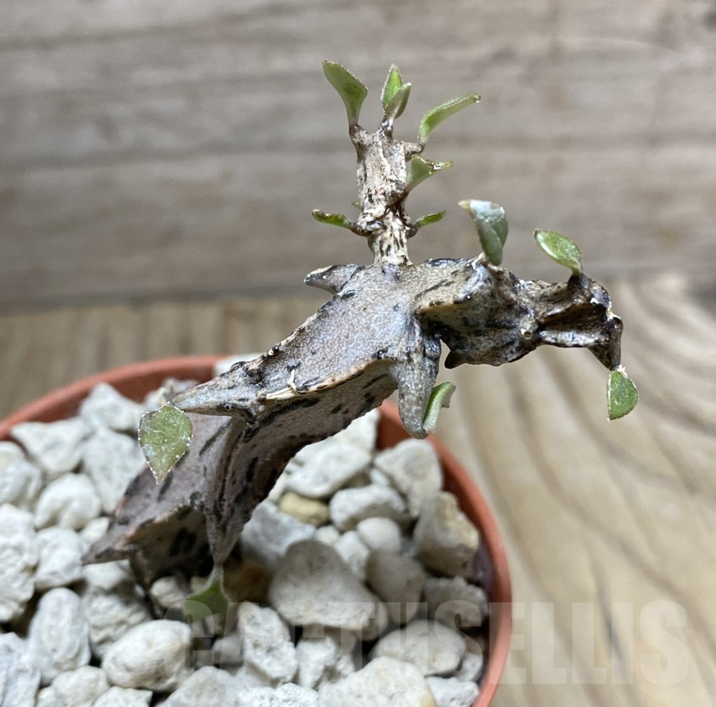 SHPR33260 Ceropegia simonae Black hybrid