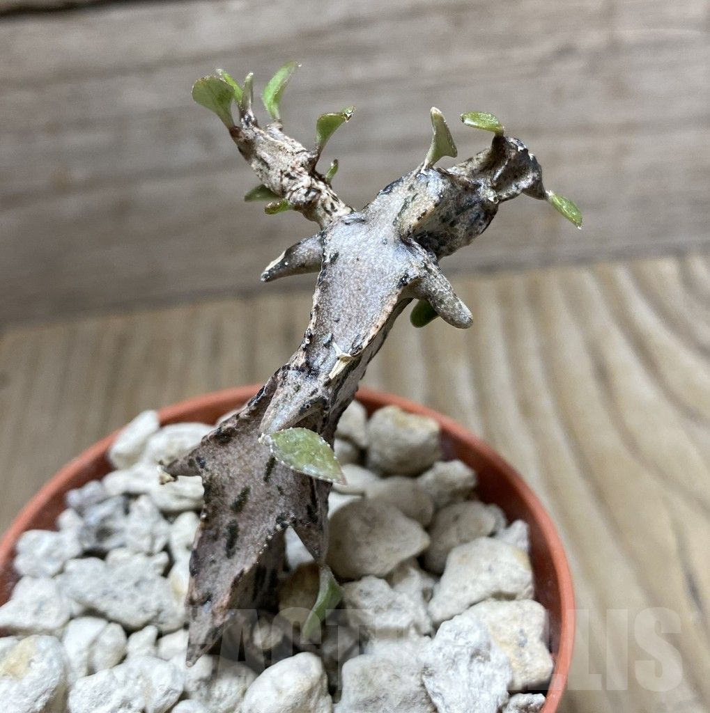 SHPR33260 Ceropegia simonae Black hybrid - Image 2