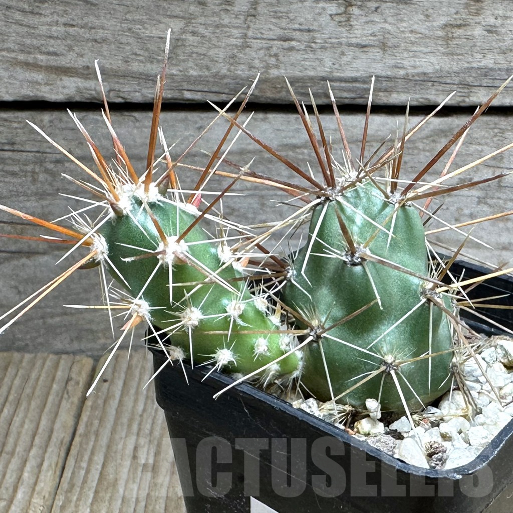 SHPR31835 Corynopuntia grahamii SB 393