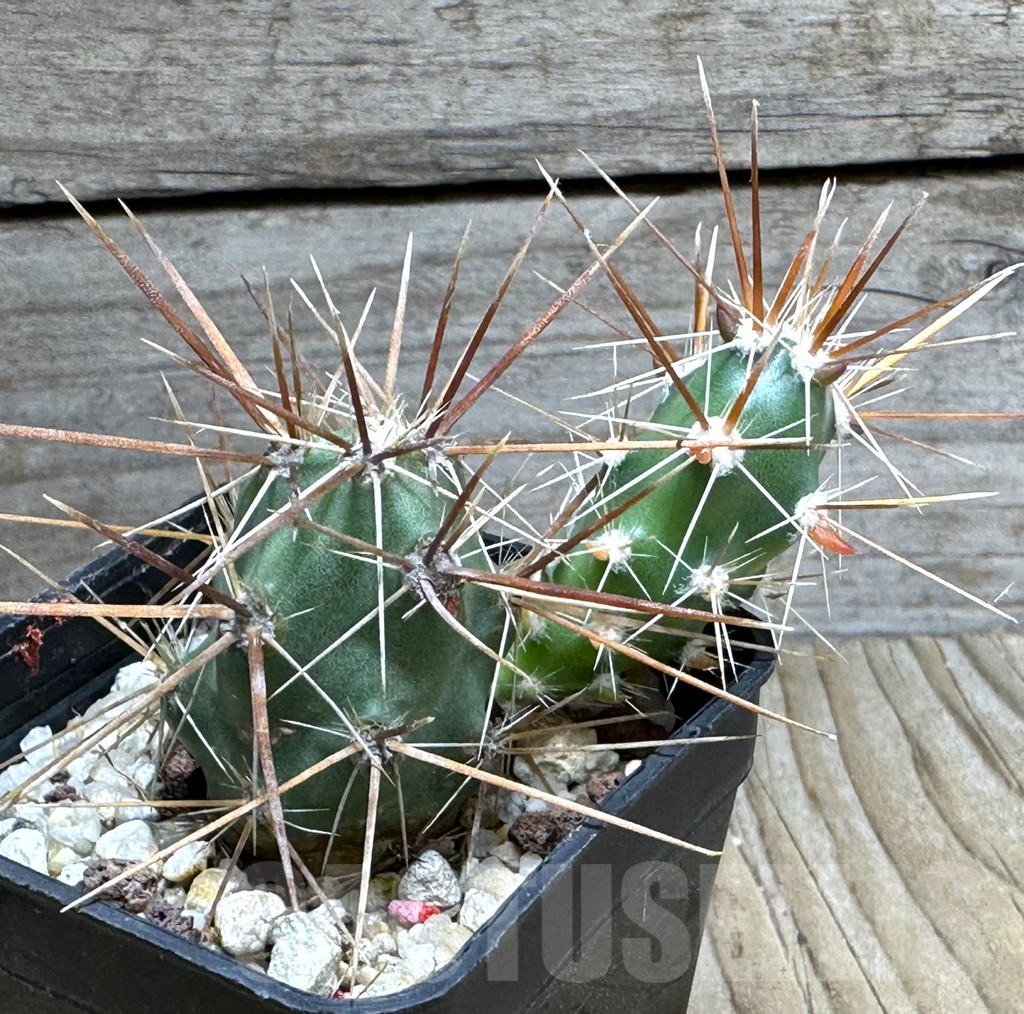 SHPR31835 Corynopuntia grahamii SB 393 - 画像 (2)