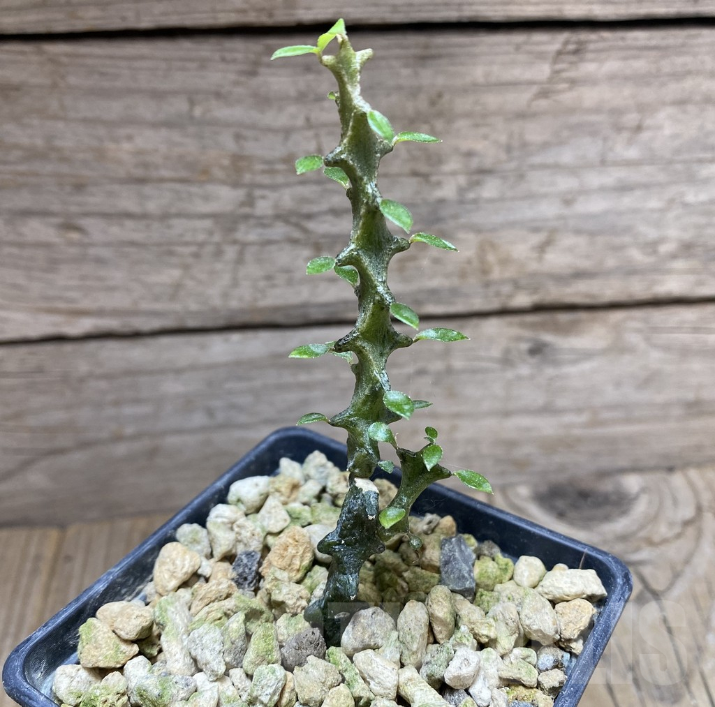 SHPR33262 Ceropegia armandii - Image 2