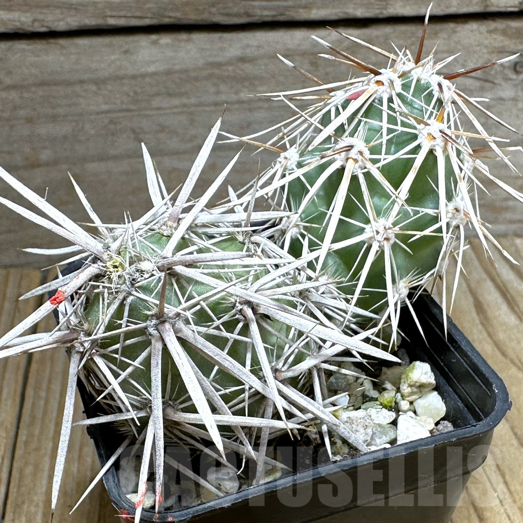 SHPR31836 Grusonia clavata