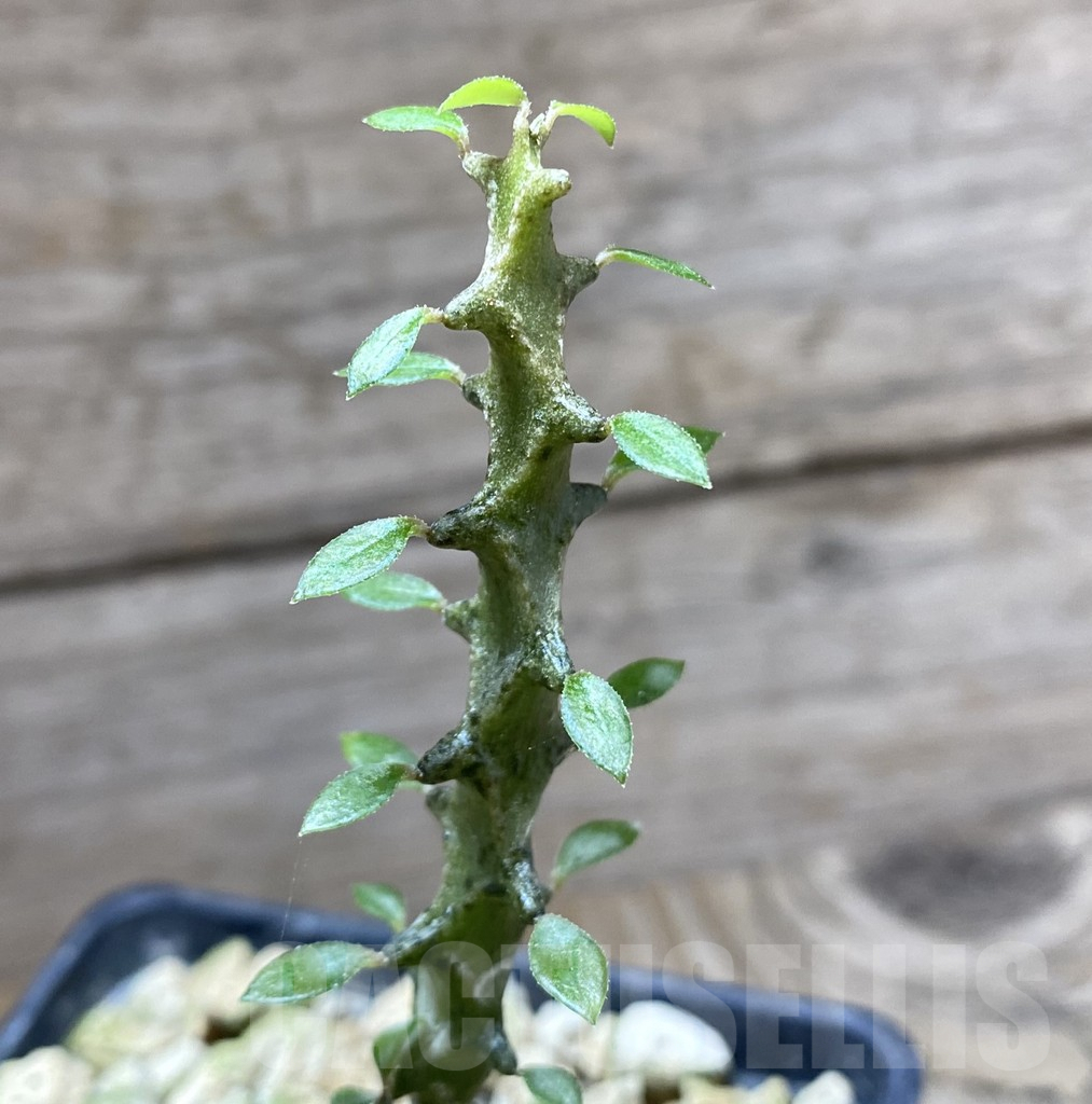 SHPR33262 Ceropegia armandii