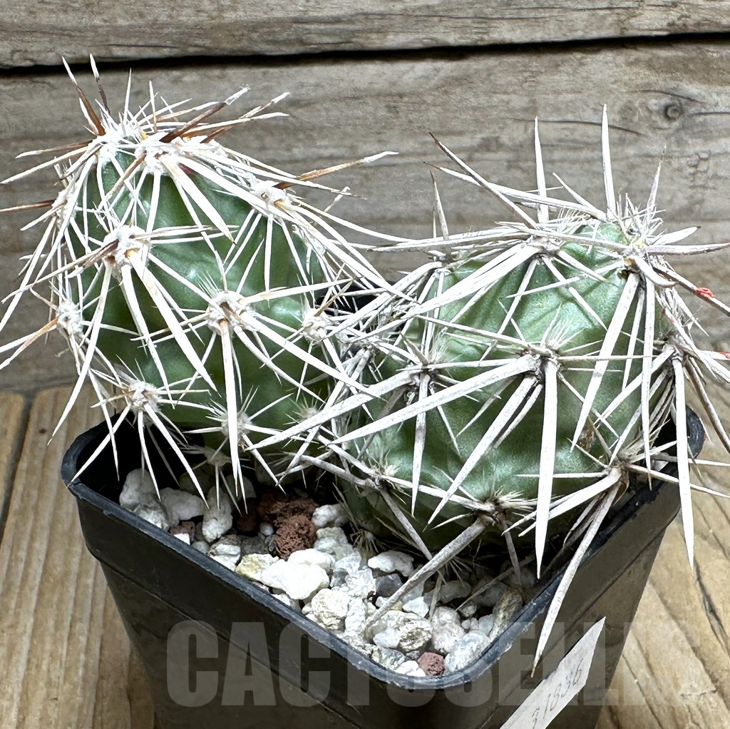 SHPR31836 Grusonia clavata - 画像 (2)