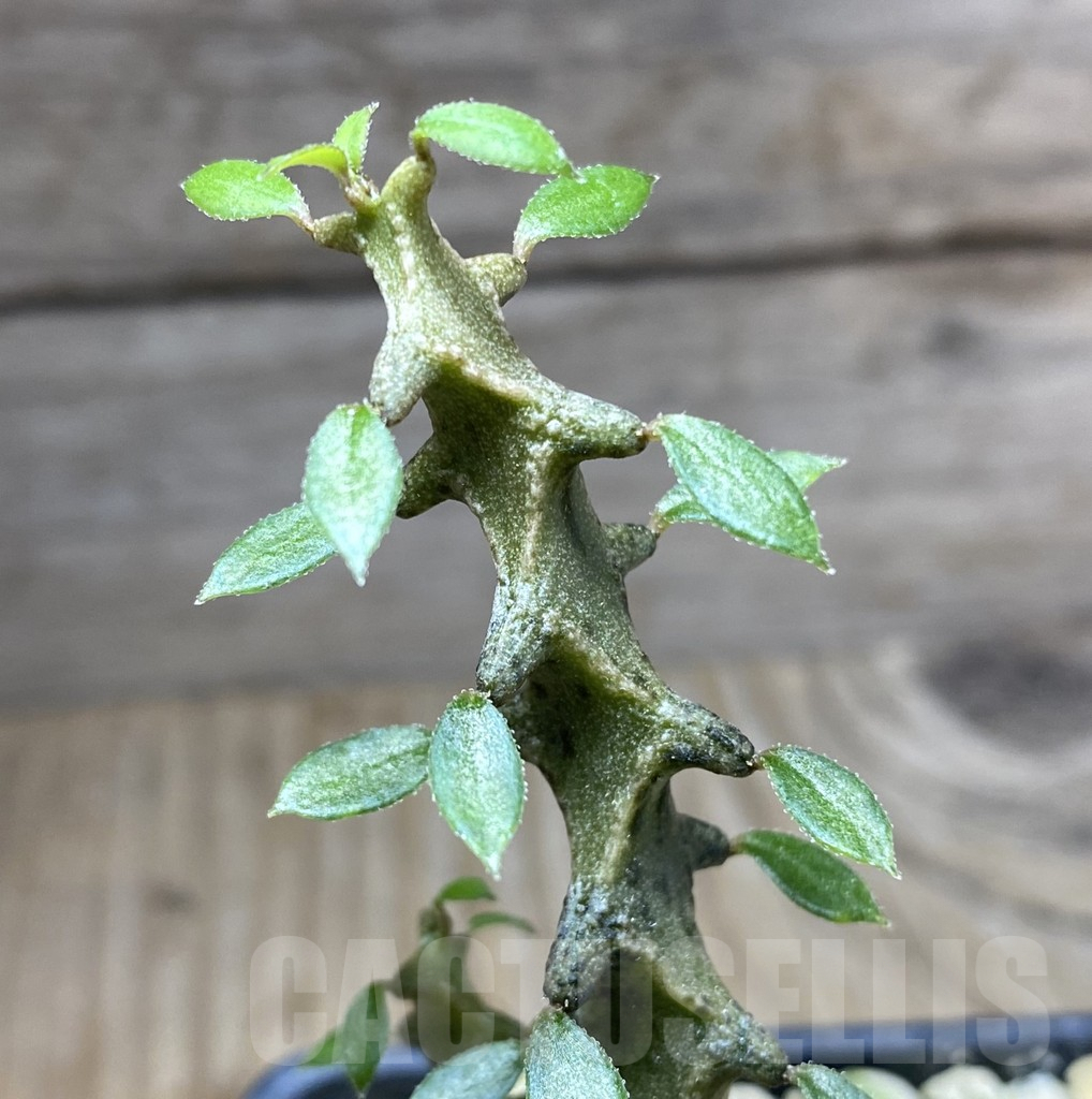 SHPR33263 Ceropegia armandii