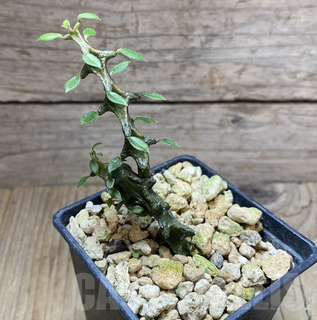 SHPR33263 Ceropegia armandii - Image 2