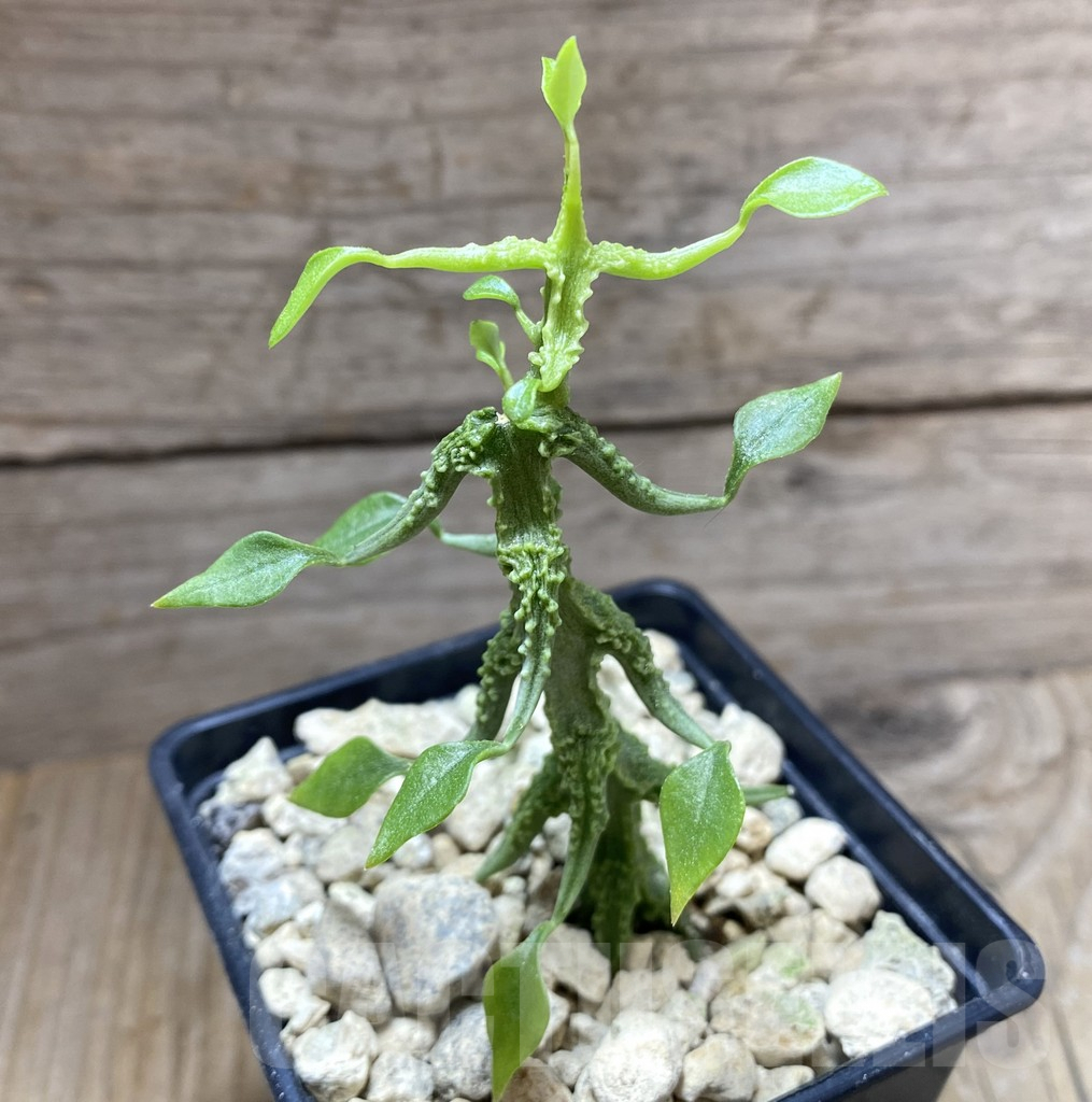 SHPR33264 Ceropegia sp. nova - Image 2