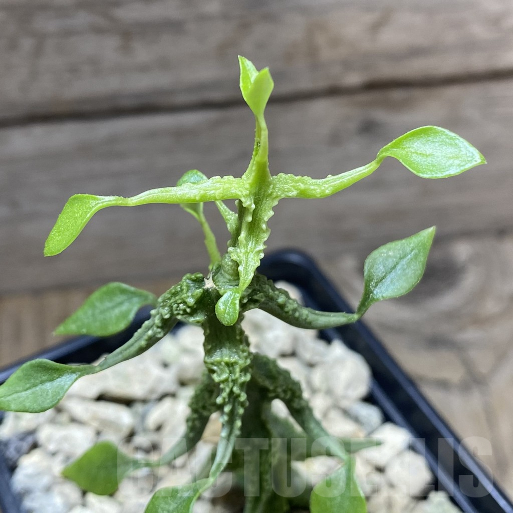 SHPR33264 Ceropegia sp. nova