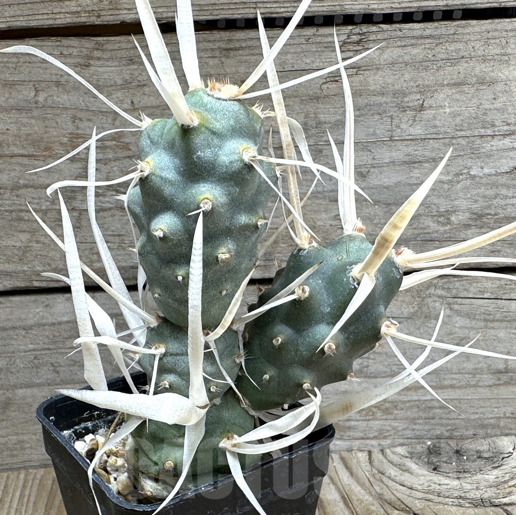 SHPR31838 Tephrocactus articulatus v. papyracanthus