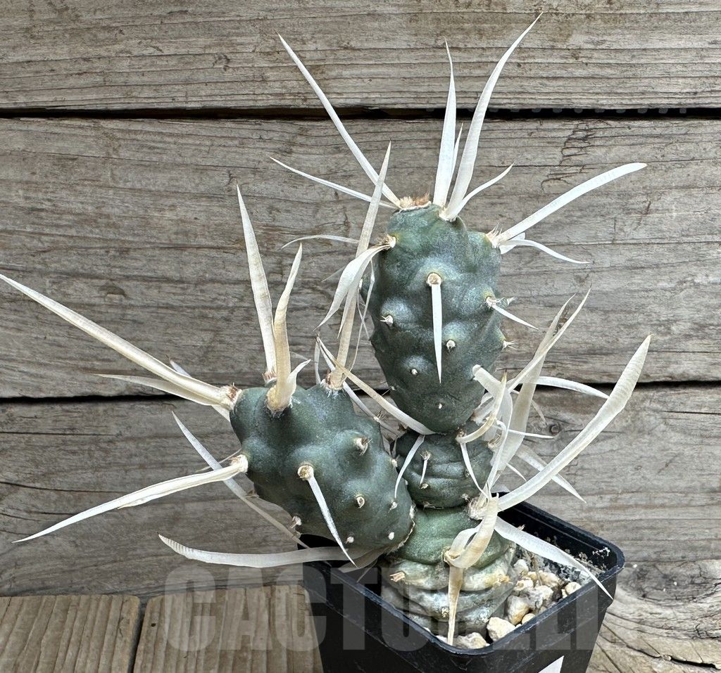 SHPR31838 Tephrocactus articulatus v. papyracanthus - Image 3