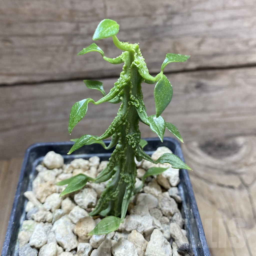 SHPR33265 Ceropegia sp. nova