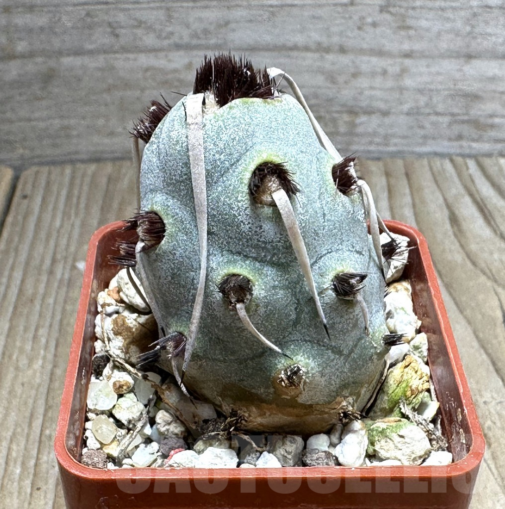 SHPR31839 Tephrocactus articulatus - Image 3